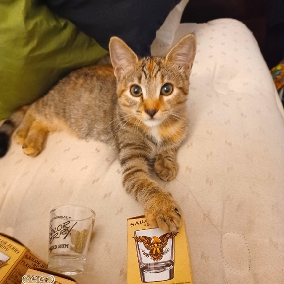 Sailor Jerry Shot Glasses - Picture 1 of 2